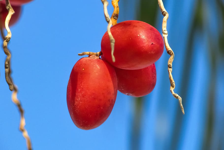 Date Palm, Palm, Date, Date, Fruit, phoenix dactylifera, tropical HD wallpaper