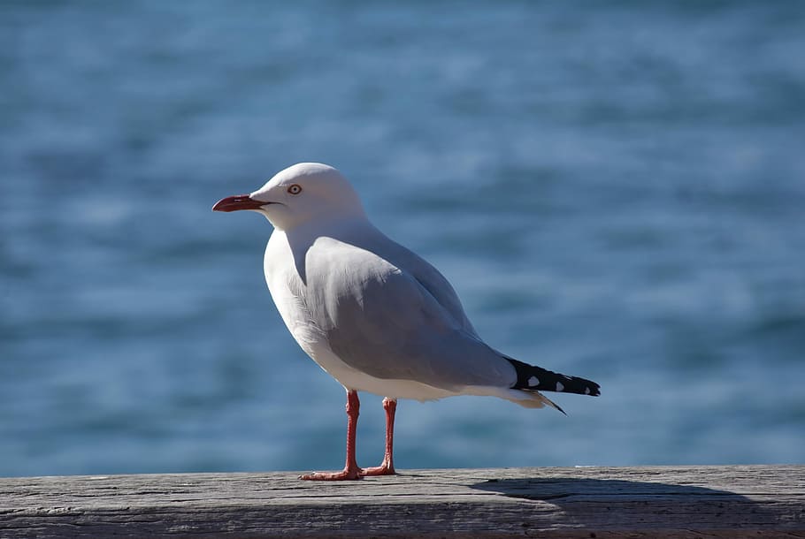 Seagull, Bird, Fly, Water, Blue, one animal, animal themes HD wallpaper
