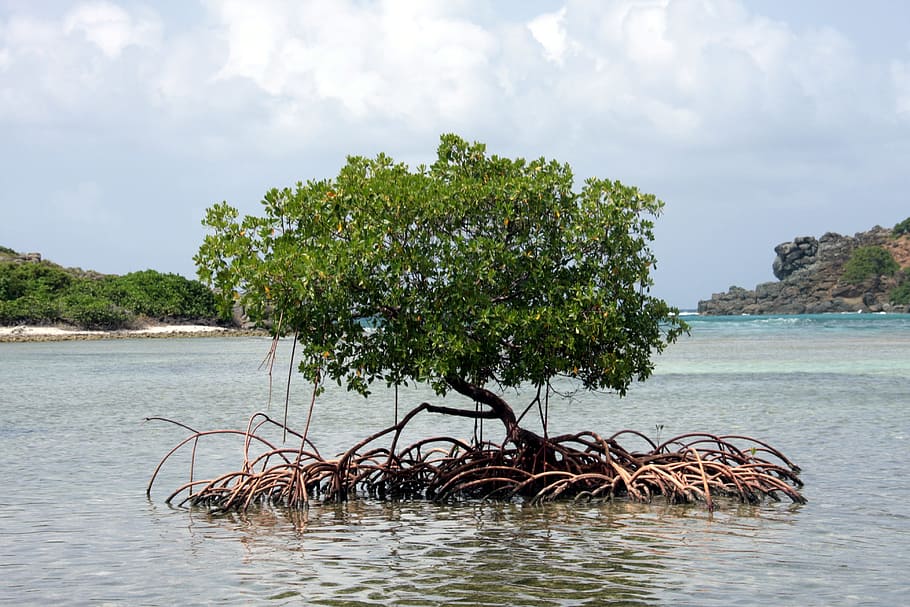 mangrove, caribbean, tree, water, tortola, jost van dyke, plant HD wallpaper