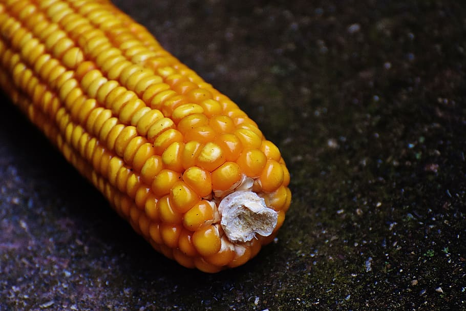 corn, corn on the cob, corn kernels, vegetables, food, nature HD wallpaper