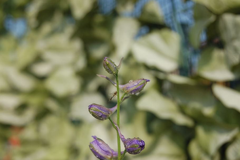 droplets, buds, blue flowers, plant, growth, flowering plant HD wallpaper