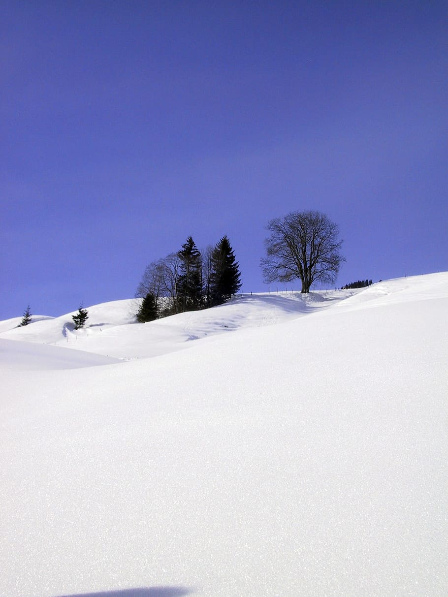 Winter, Snow, Wintry, White, Cold, Tree, light, winter forest HD wallpaper