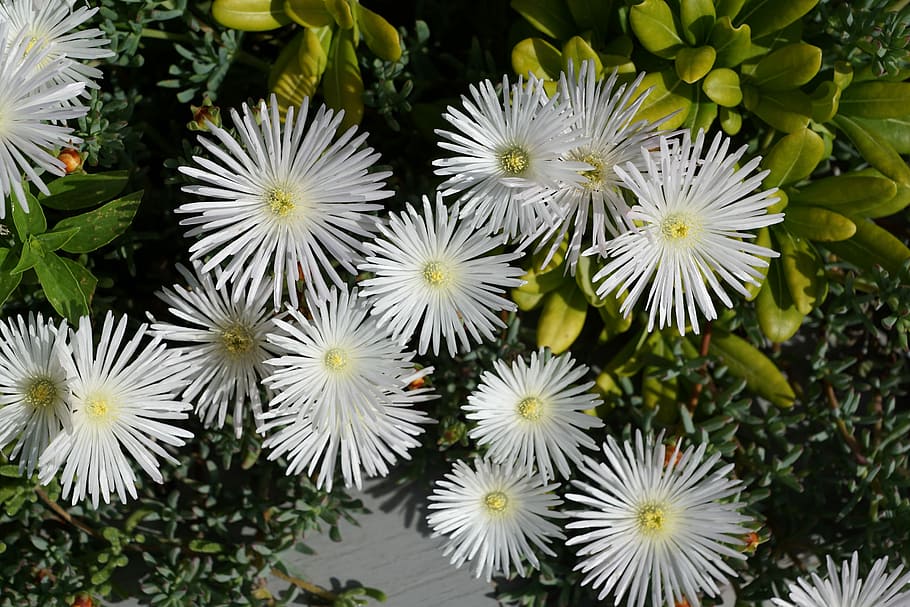 Flower, White, Aster, Plant, Nature, flower head, fragility HD wallpaper