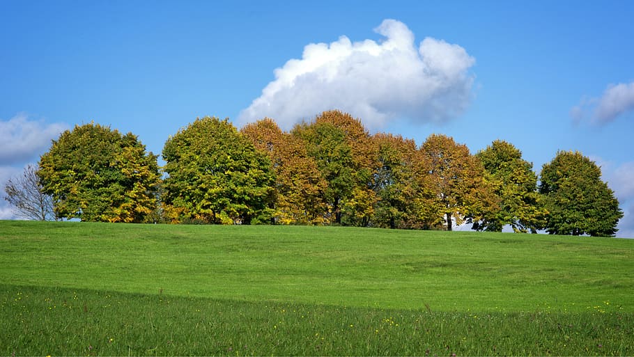 Autumn, Trees, Group, Leaves, coloring, golden autumn, nature HD wallpaper