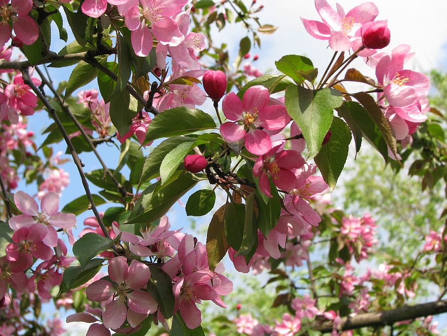 tree, pink flowers, sakura, summer, colorful, leaves, closeup