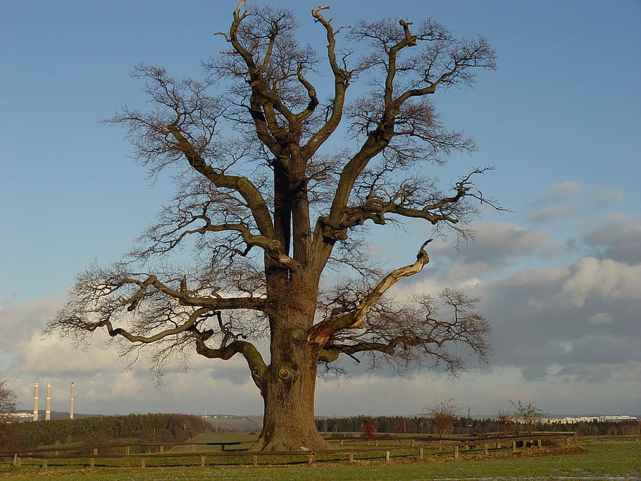 landscape photography of a brown tall tree, oak, nature, sky, HD wallpaper