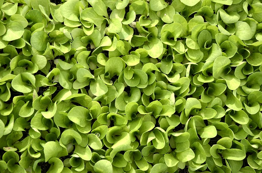 green plant, texture, lettuce, background, mato, green color HD wallpaper