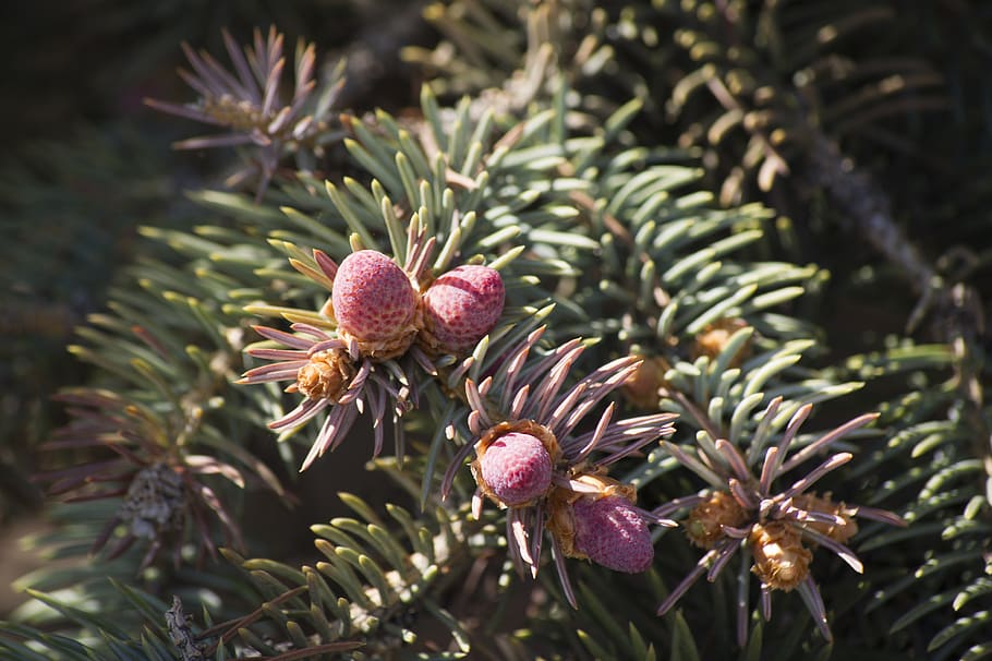 cones, small bump, christmas tree, plant, growth, freshness HD wallpaper