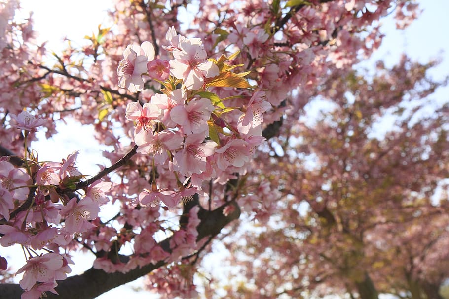 cherry, sakura, cherry blossoms, flowering plant, fragility HD wallpaper