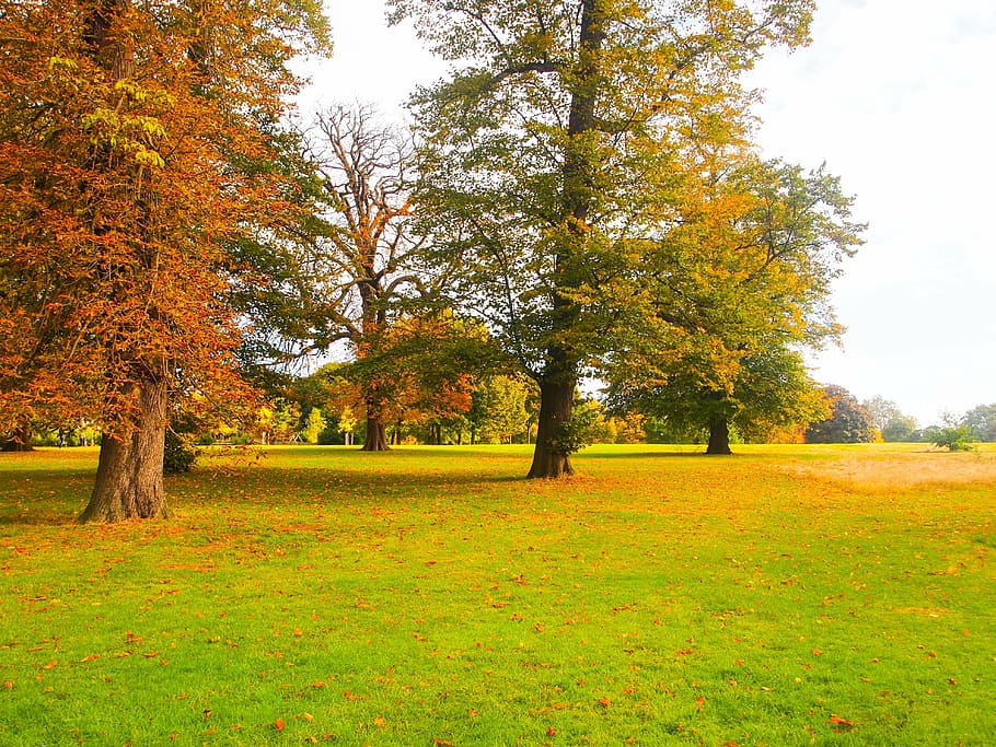 park, autumn, ocher, leaf, yellow, tree, plant, beauty in nature HD wallpaper