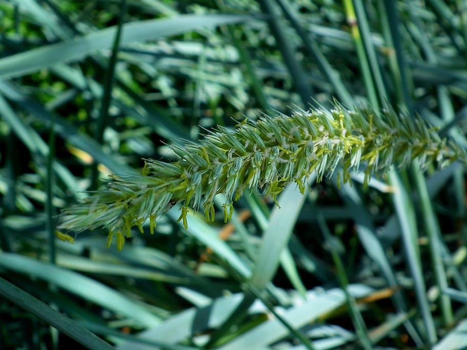 green leaf on macro shot, grass, kolos, bloom, leaves of grass HD wallpaper
