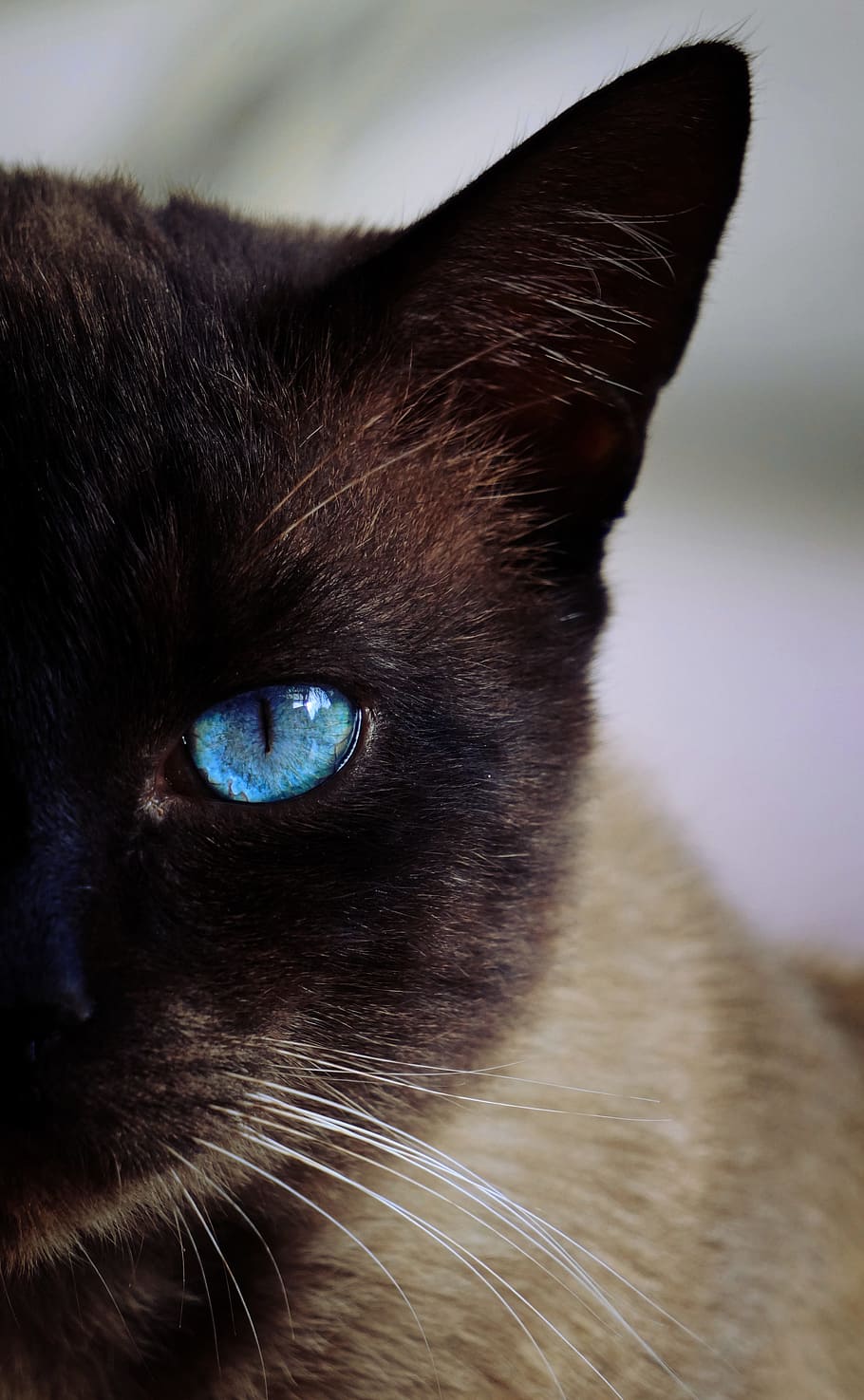 closeup photograph of Siamese cat, blue, eye, pets, ear, party HD wallpaper