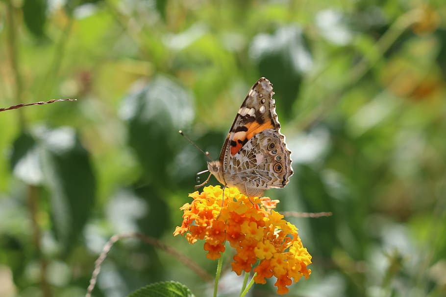 butterfly, macro, close, green field, animal, spring, flower HD wallpaper