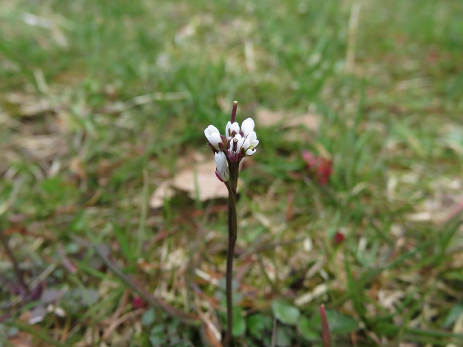 white, flower, macro, tiny, spring, plant, flowering plant HD wallpaper