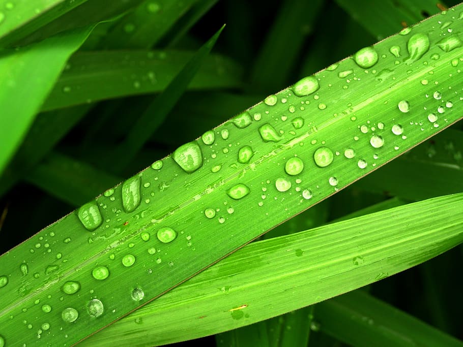 water, drops, leaf, grass, green, dew, rain, closeup, life HD wallpaper