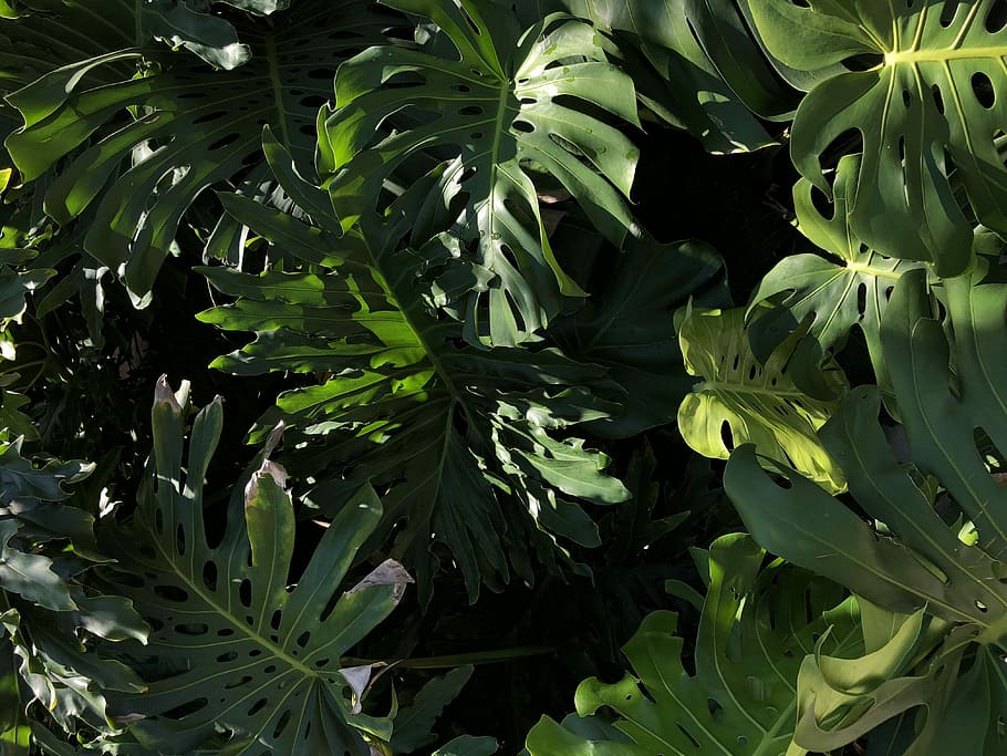 green leafed trees, foliage, nature, plant, greenery, sunlight HD wallpaper