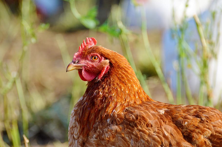 selective focus photography of brown hen, chicken, poultry HD wallpaper