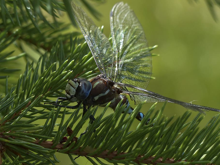 Dragonfly, Blue, Black, Brown, Macro, head, insect, nature HD wallpaper