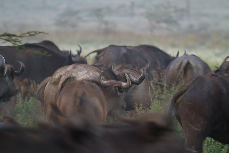 water buffalo, national park, africa, african buffalo, big five, HD wallpaper
