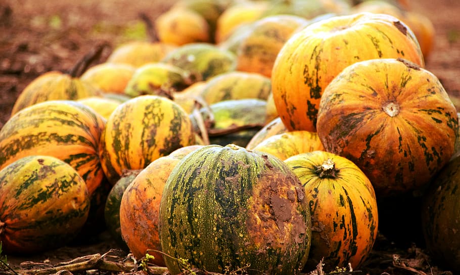 pumpkin, pumpkin box, squash, color, field, pumpkins, colorful HD wallpaper