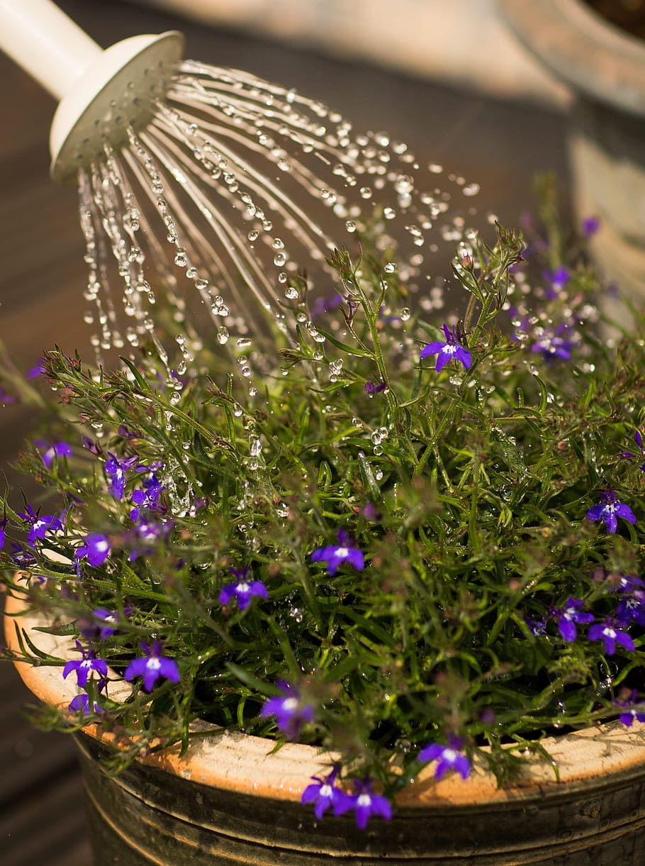 water, flowers, petals, blur, beautiful, bloom, blooming, close-up HD wallpaper