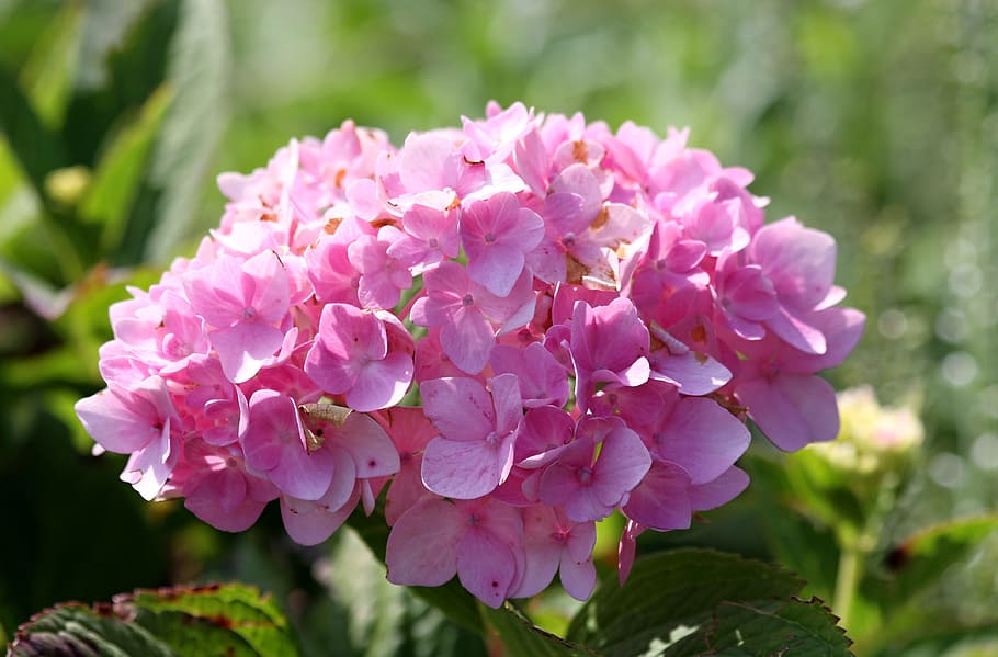 pink, flower, close, plant, flowers, nature, pink flowers, flowers photography HD wallpaper