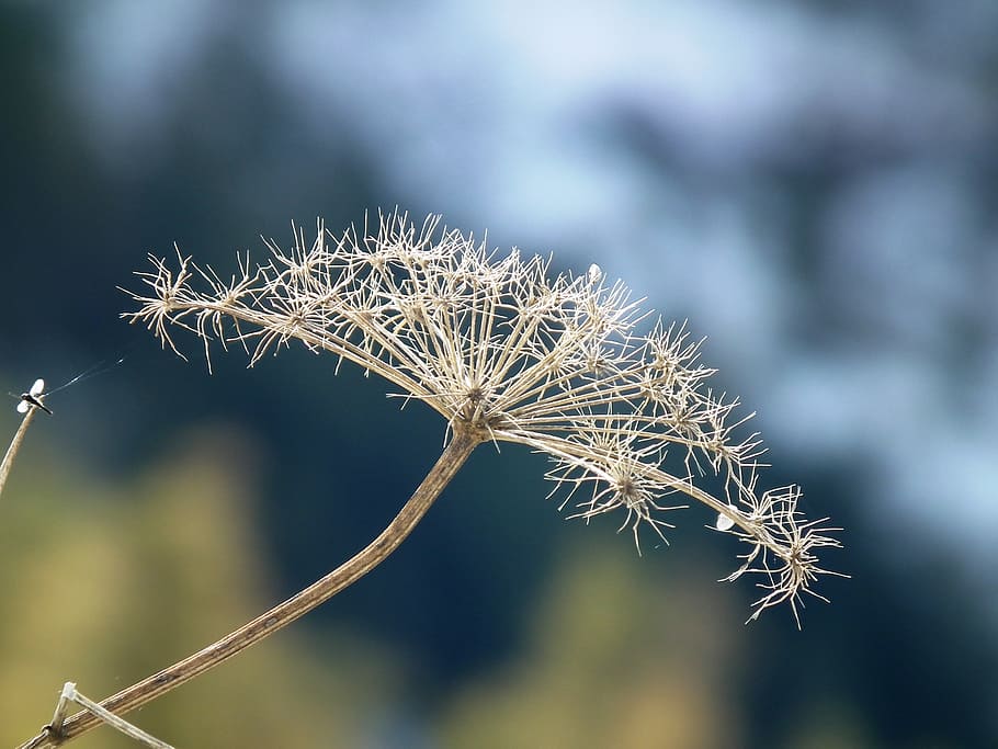 plant, dry, focus on foreground, beauty in nature, close-up HD wallpaper
