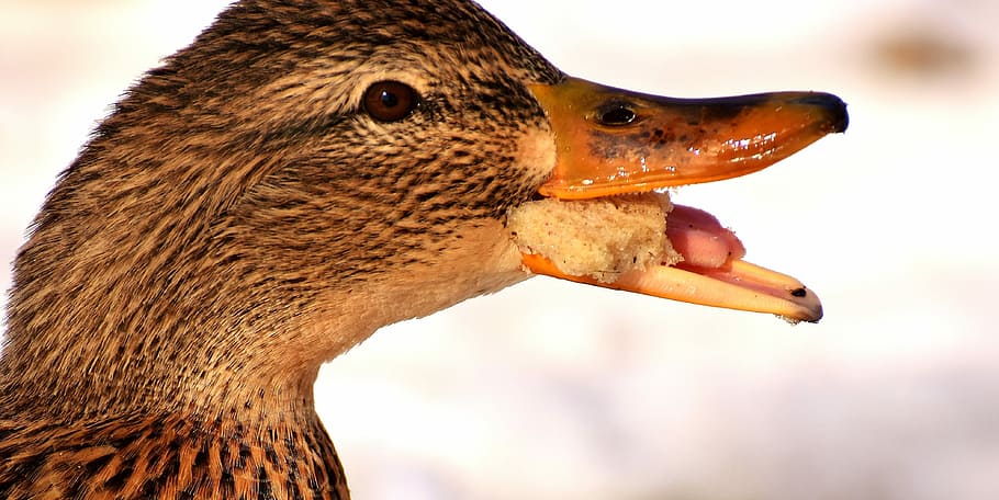 duck, mallard, eat, bread, snow, winter, cold, colorful, water bird HD wallpaper