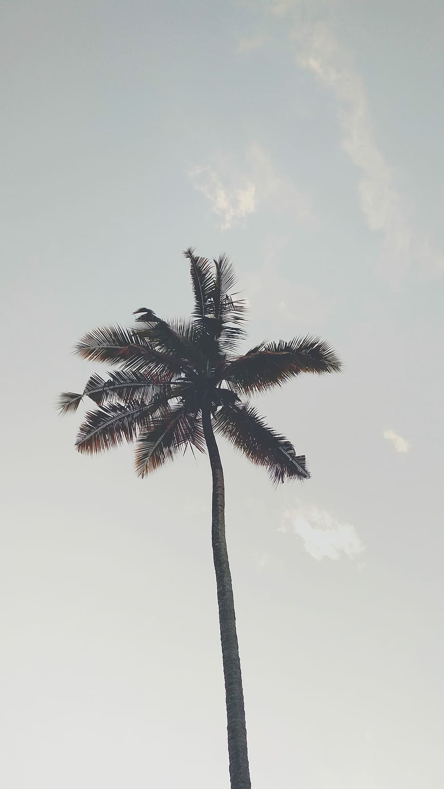 coconut tree under gray sky, green palm tree, cloud, haze, blue HD wallpaper