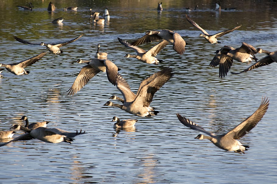 geese, bird, waterfowl, group of animals, animal themes, animals in the wild HD wallpaper