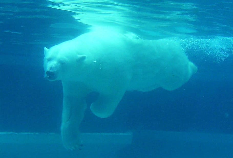 photo of polar bear, diving, water, under, white, arctic, mammal HD wallpaper