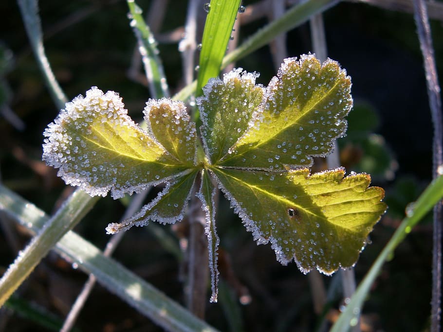 leaf, icy, ice, leaves, natural, autumn, season, fall, ze, cold HD wallpaper