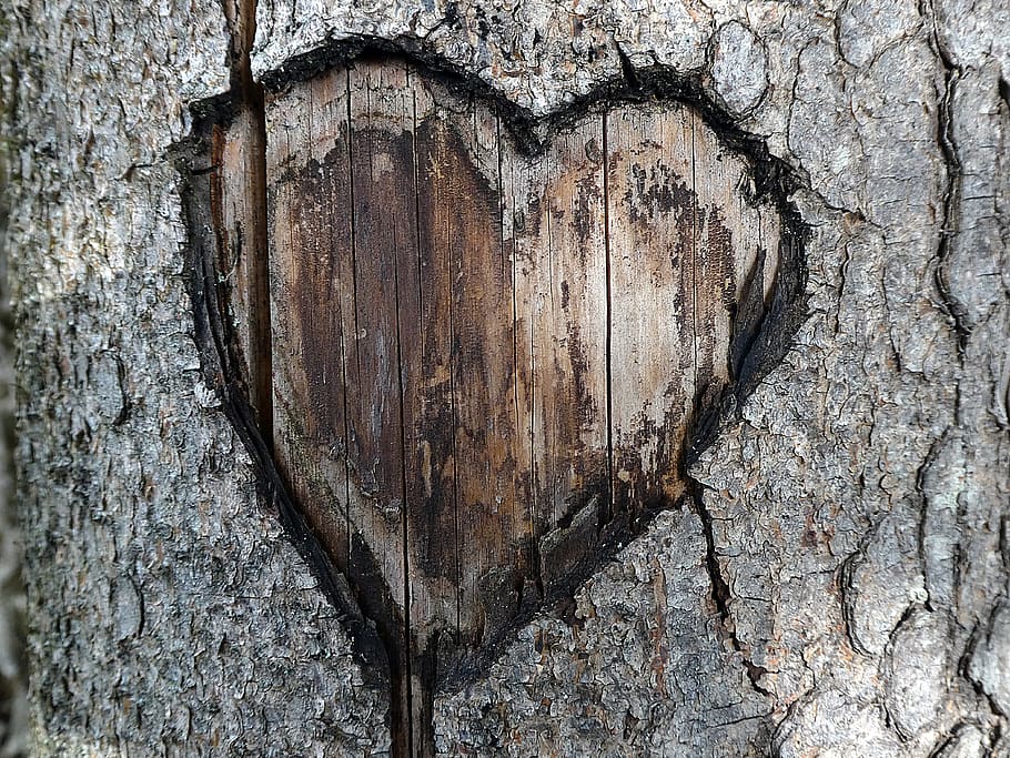 heart, love, romance, tree bark, wood - material, textured HD wallpaper