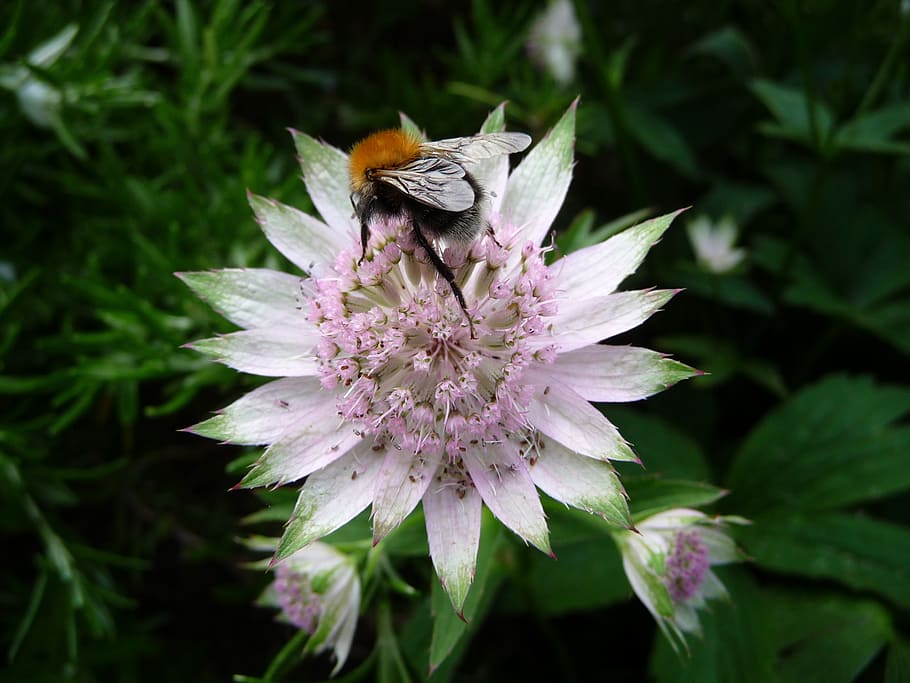bee, flower, garden, insect, nature, summer, plant, pollen HD wallpaper