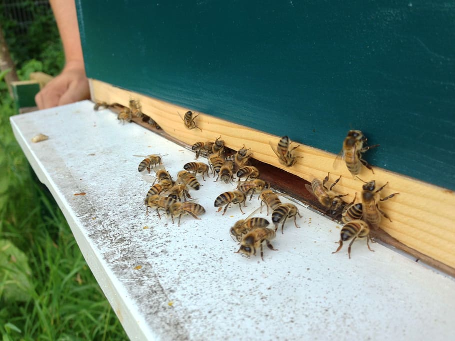 Bees, Hive, Fly, Shelf, Apiary, fly shelf, animal themes, insect HD wallpaper