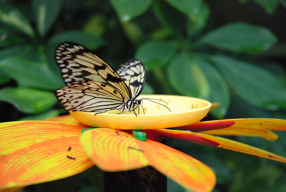 butterfly, animals, insect, animal themes, animal wing, animal wildlife HD wallpaper