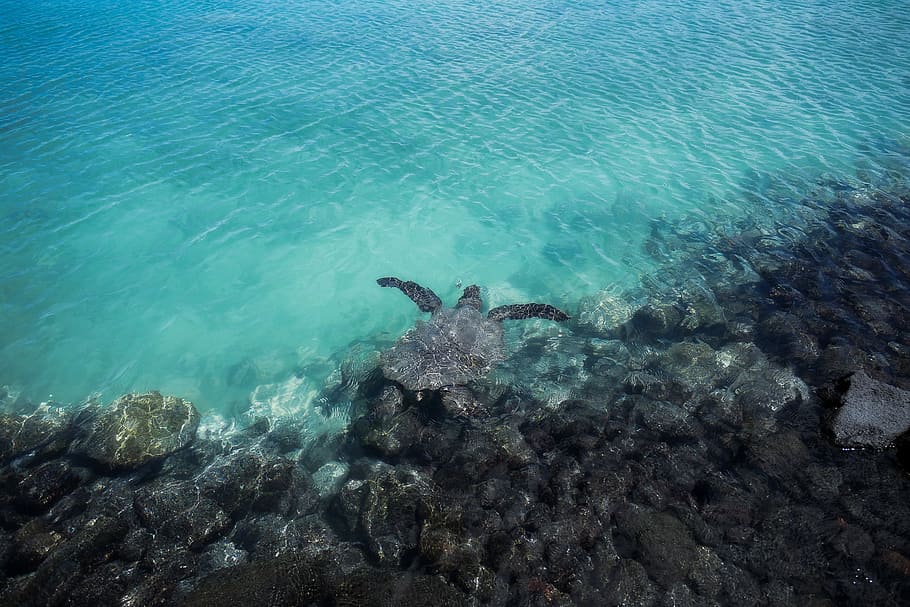 tortoise swimming in sea, shallow focus of turtle, water, rock HD wallpaper