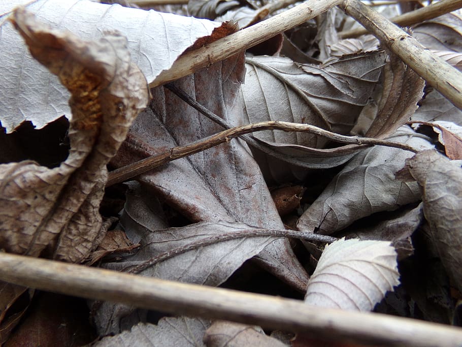 leaves, dry, autumn, fall, natural, plant, leaf, nature, seasonal HD wallpaper