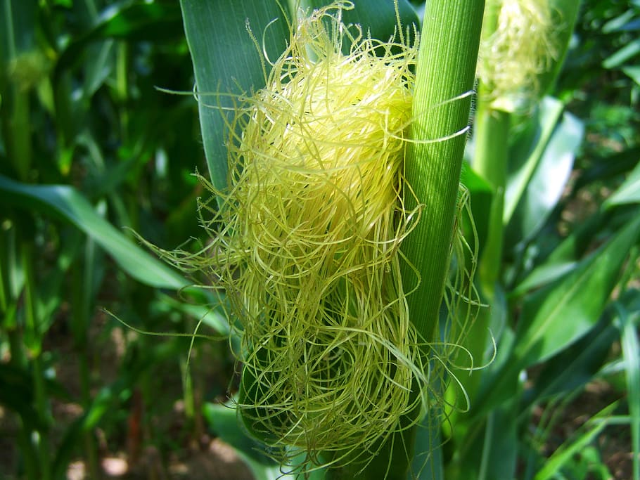 corn, corn pipe, corn hair, plant, green color, growth, close-up HD wallpaper