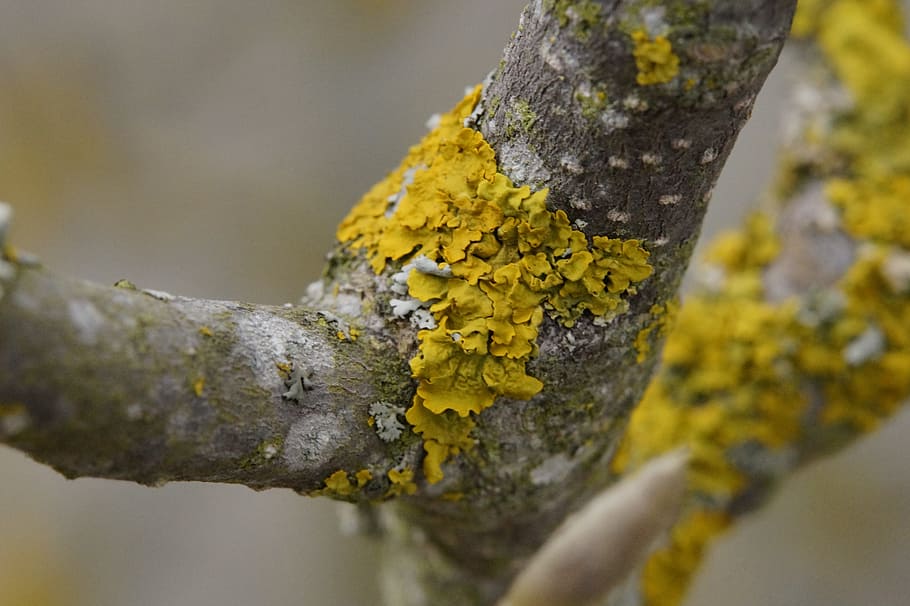 Branch, Lichen, Tree, Winter, Braid, nature, macro, tribe, bark HD wallpaper