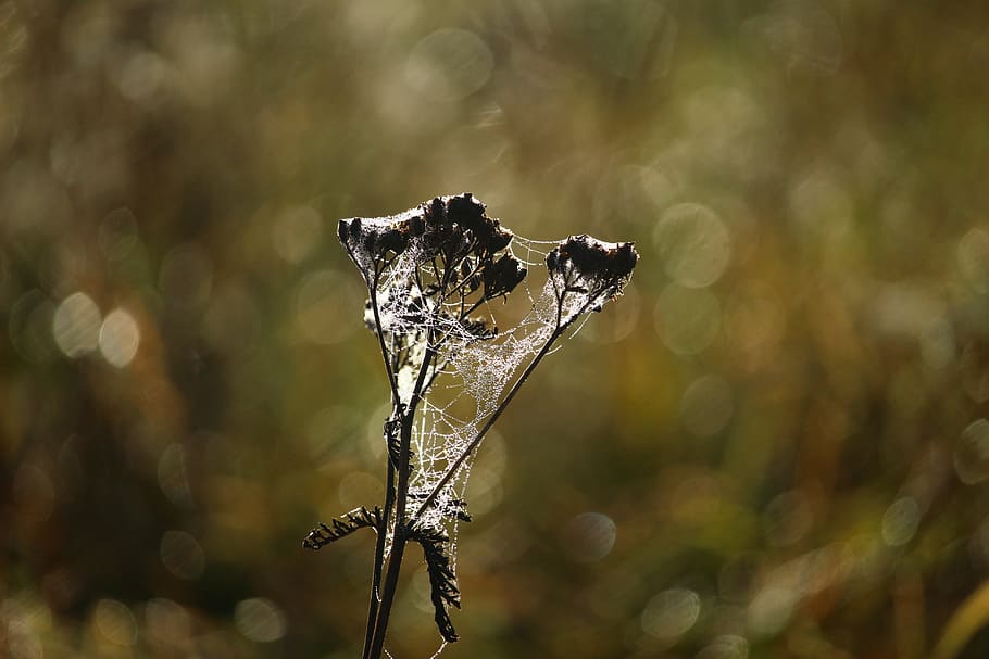 autumn, cobweb, grasses, cobwebs, dew, morgentau, meadow, beaded HD wallpaper