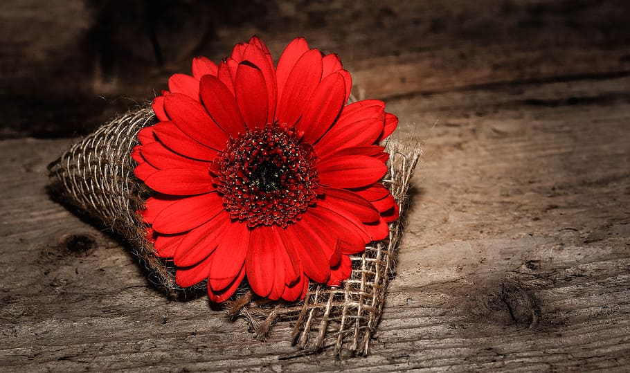 Flower, Gerbera, red, red flower, schnittblume, blossom, bloom HD wallpaper