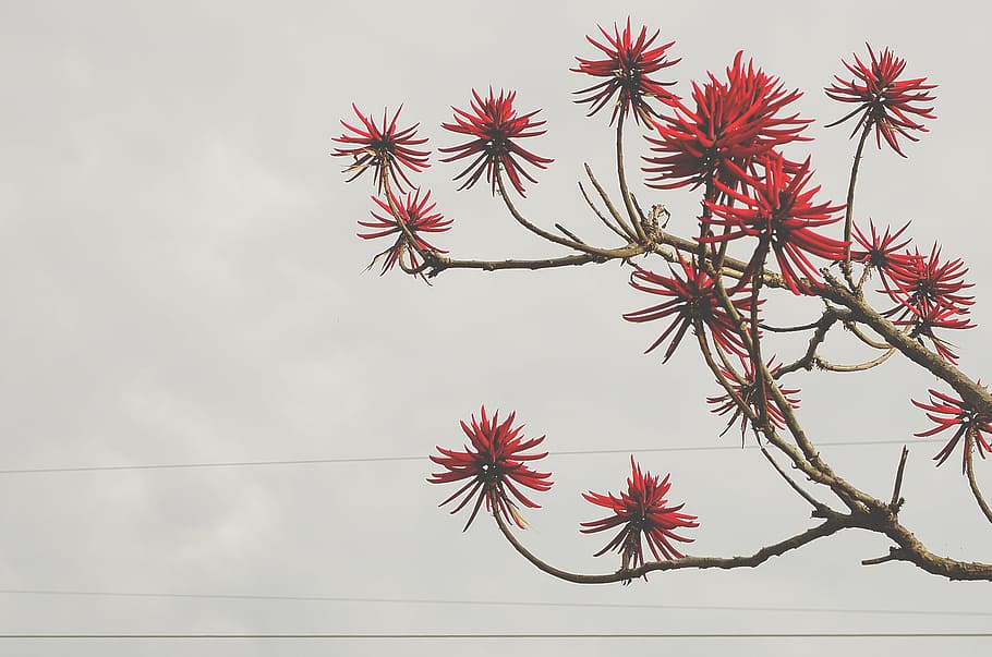 branches, flora, plant, sky, tree, nature, low angle view, day HD wallpaper