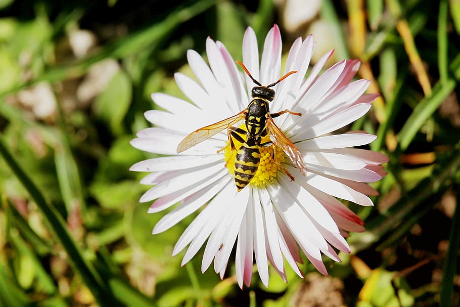 blossom, bloom, insect, wasp, daisy, meadow, flower, flowering plant HD wallpaper