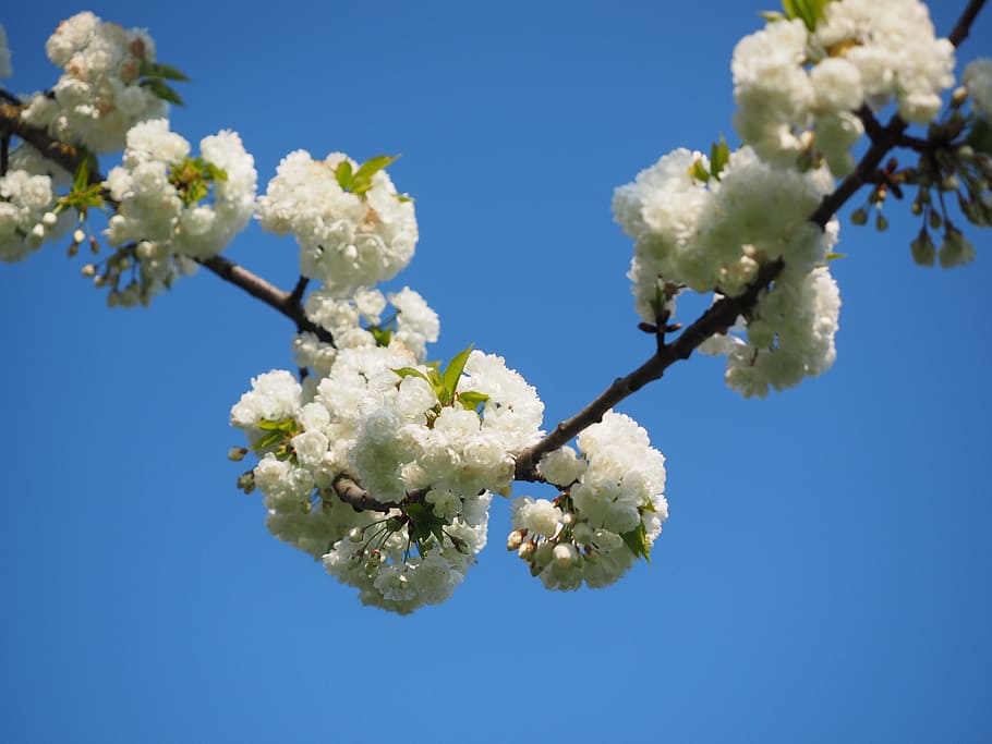 Cherry Blossom, White, Cherry, Cherry, Spring, bloom, white blossom HD wallpaper