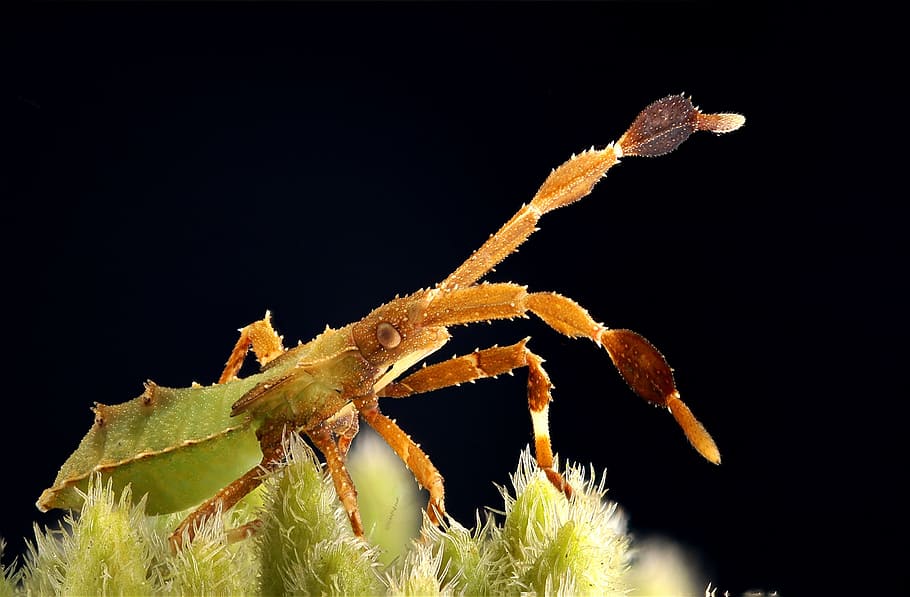 insect, tiny, macro, animal themes, black background, animal wildlife HD wallpaper