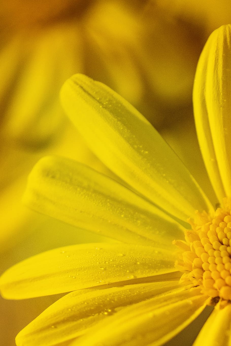 nature, yellow, petals, blur, bloom, blooming, blossom, blossoming HD wallpaper
