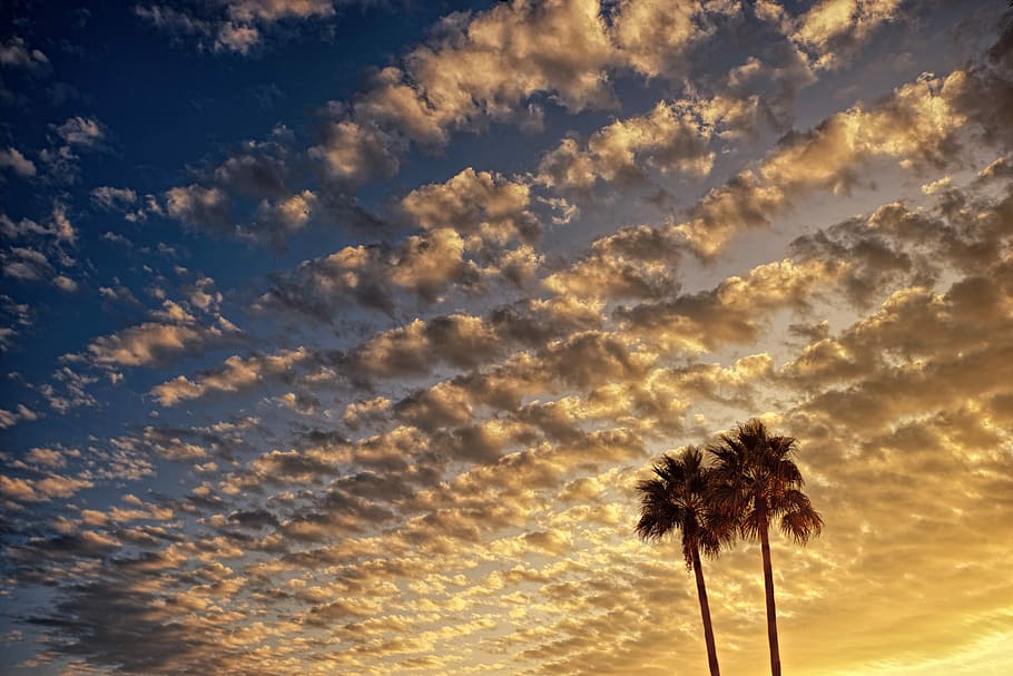 two coconut trees photography, clouds, evening sky, palm trees HD wallpaper