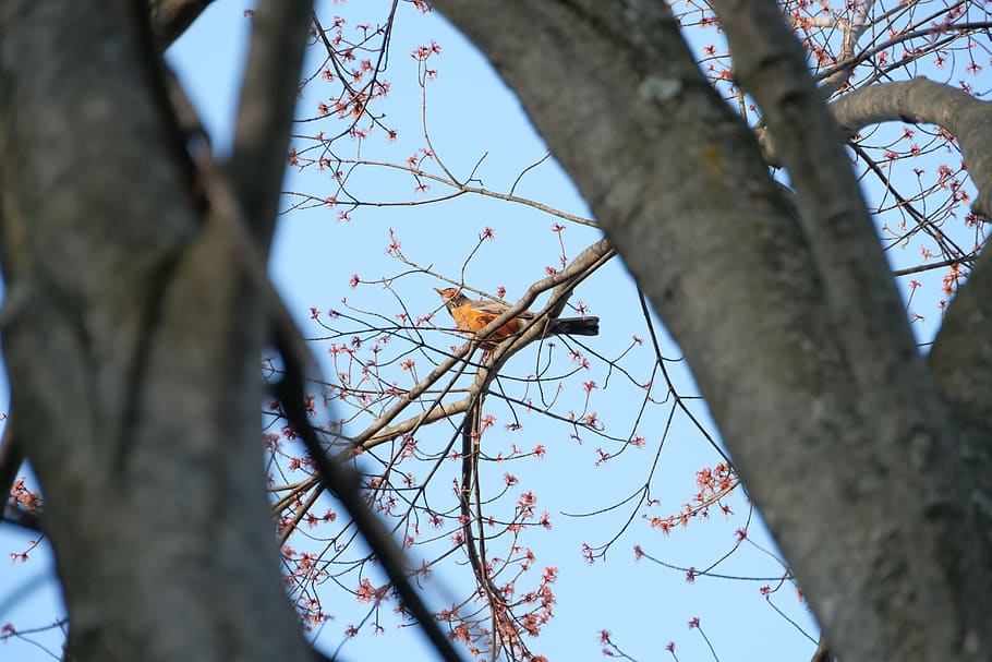 robin, bird, spring, tree, branch, nature, wood, season, low angle view HD wallpaper