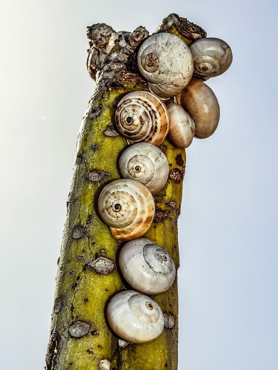 Cactus, Shells, Nature, Wildlife, cohabitation, snail, close-up HD wallpaper